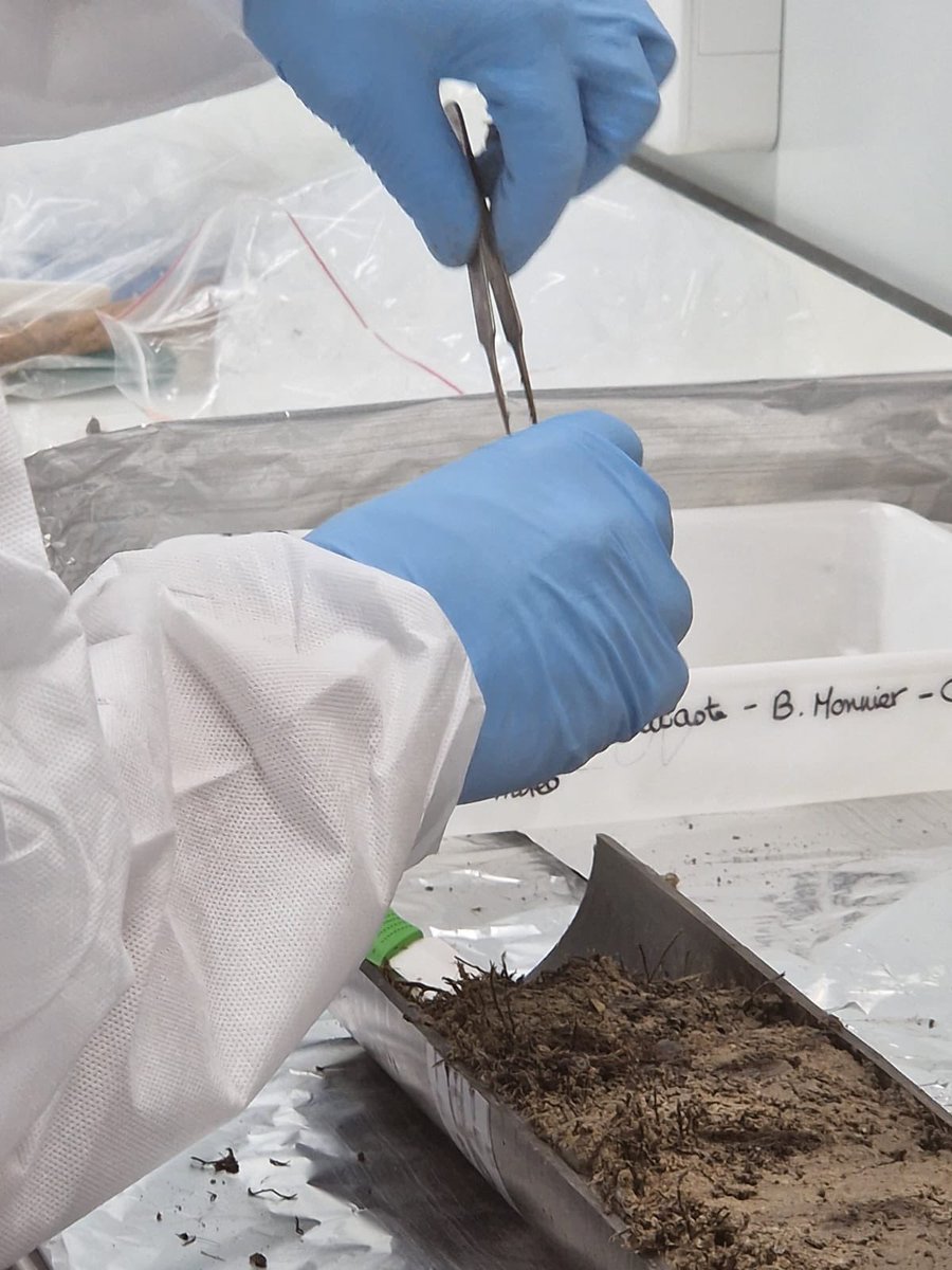oserranogras's tweet photo. Better safe than sorry…😅😅😃😃😳 Day spent subsampling #seagrass sedimentary archives for #eDNA @ceabcsic to reconstruct environmental change @GAMECSIC @delficornejo06 @LauCauPro https://t.co/5FsZSpOnpv