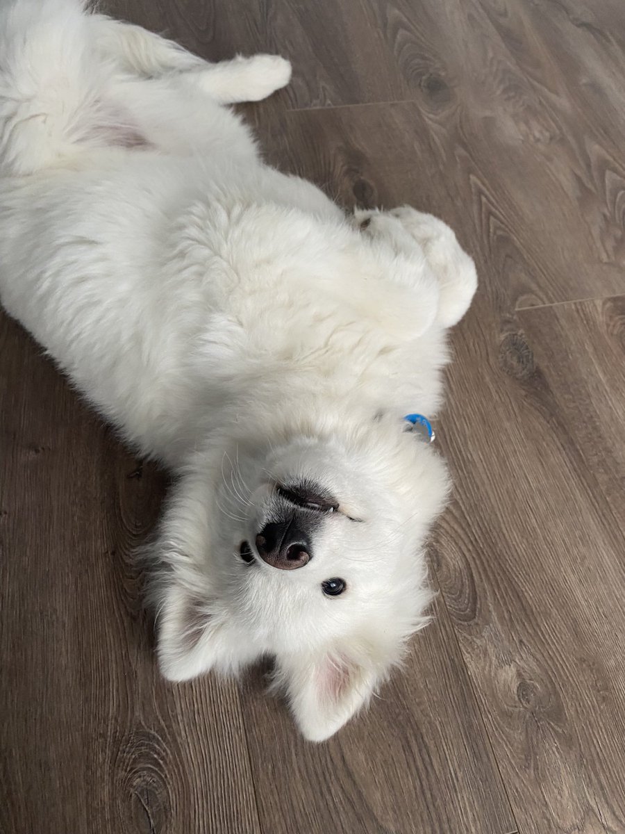 PredictableNOVA's tweet image. Oh as well, enjoy a photo of Aspen, mr Samoyed Bupper boy. Aka my son 😂