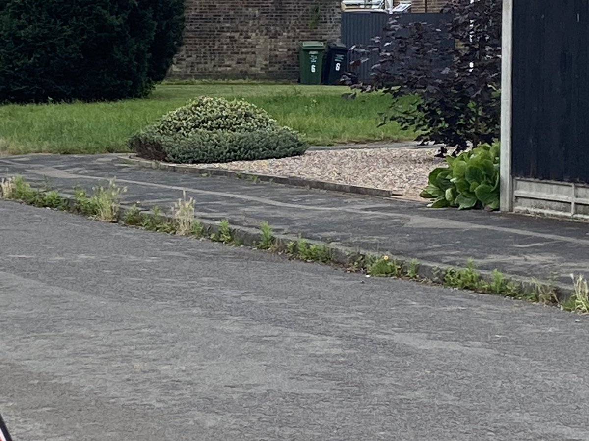 karenmicklock's tweet photo. @CharnwoodBC  the weeds in the gutters around Syston are huge this year.  Are we meant to be doing it ourselves ? https://t.co/5sPZkQK65H