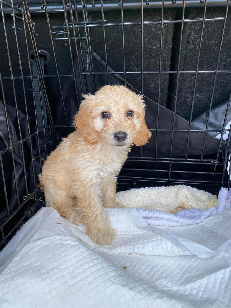 Urgent help needed to save 3 Cockerpoo pups that are being given away by a breeder as they have Parvovirus #ESSEX #UK 
They need life saving treatment. They have a go fund me page. If anyone can help at all please do what you can. 
gofund.me/462beafc 
facebook.com/Change-A-Paw-L…