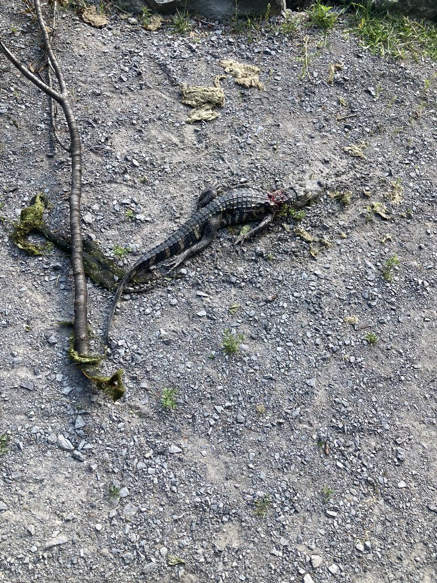 HFormerLYonTV's tweet image. A man fishing in Clarence got quite the surprise when he saw this 3’ gator in a pond at the town park! 

When Troopers and DEC arrived, they found a SECOND!

I’ll have that story for you coming up on Channel 2 News First at Five @WGRZ