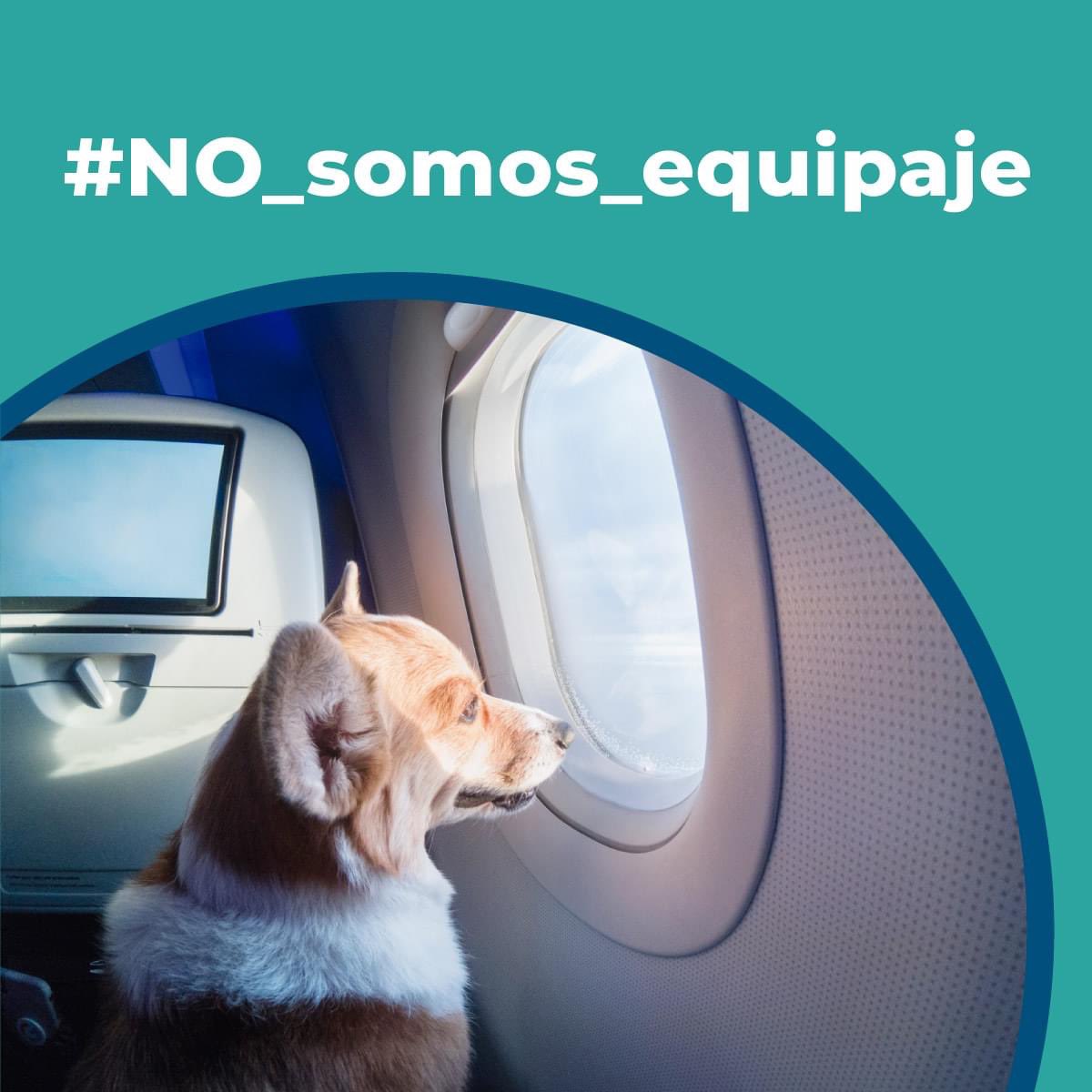 vidaconperros's tweet photo. Que nuestros perros tengan que ir como equipaje es algo que debe dejar de ser una práctica. Es peligroso, de muchos stress para nuestra mascota y no es justo.
Comparte esta campaña #NO_SOMOS_EQUIPAJE https://t.co/Au9eKmf2bW
