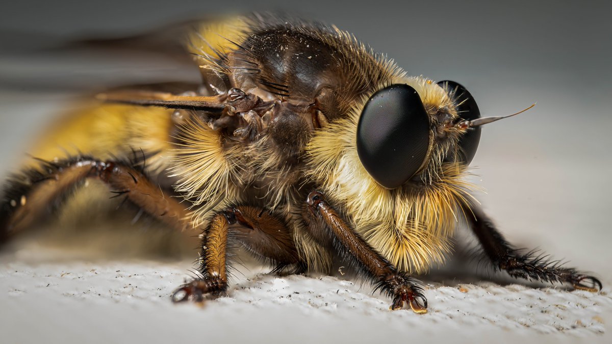 adbrumblay's tweet photo. @adorama @BenQAmerica #CreateNoMatterWhat #MacroPhotography https://t.co/zZK1B95Nlk