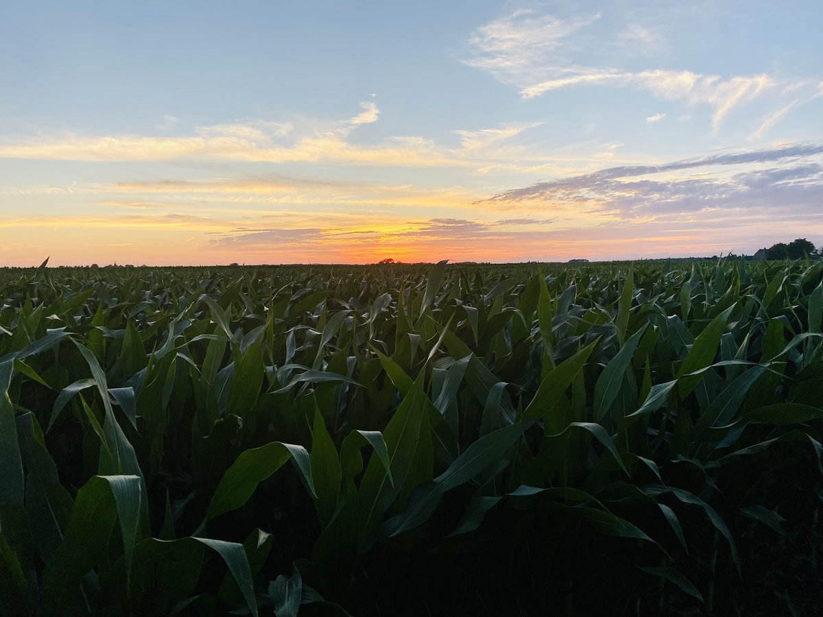 loganvanallen's tweet photo. It doesn’t get much better than summer nights in the country ☀️🌽 https://t.co/yrbpHvZJPV