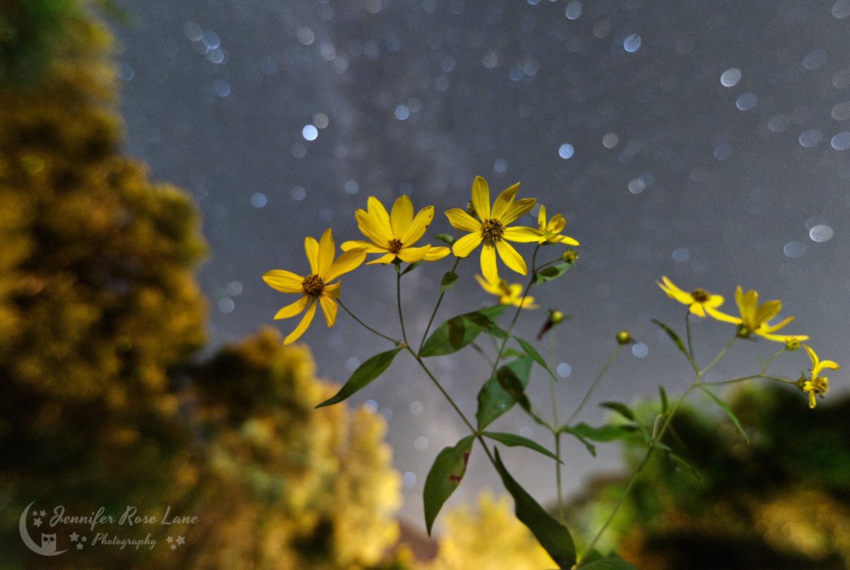 'Are not flowers the stars of the earth, and are not our stars the flowers of heaven?' 🌼✨😍 #StarsAndFlowers #milkyway #stargazing #WV #WVwildflowers #WVstargazing #starrysky @StormHour @ThePhotoHour