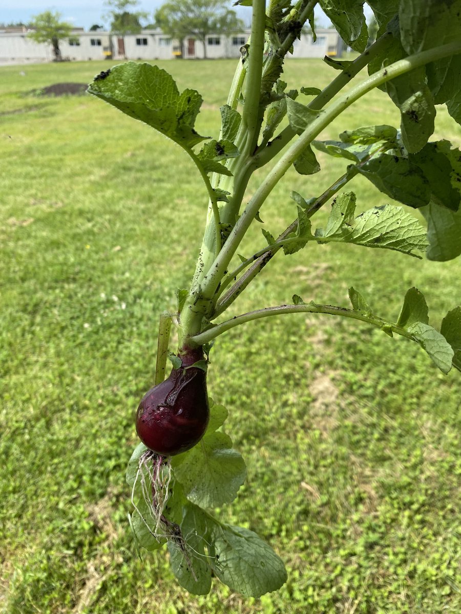 Meghan Stevens-Legault tweet media