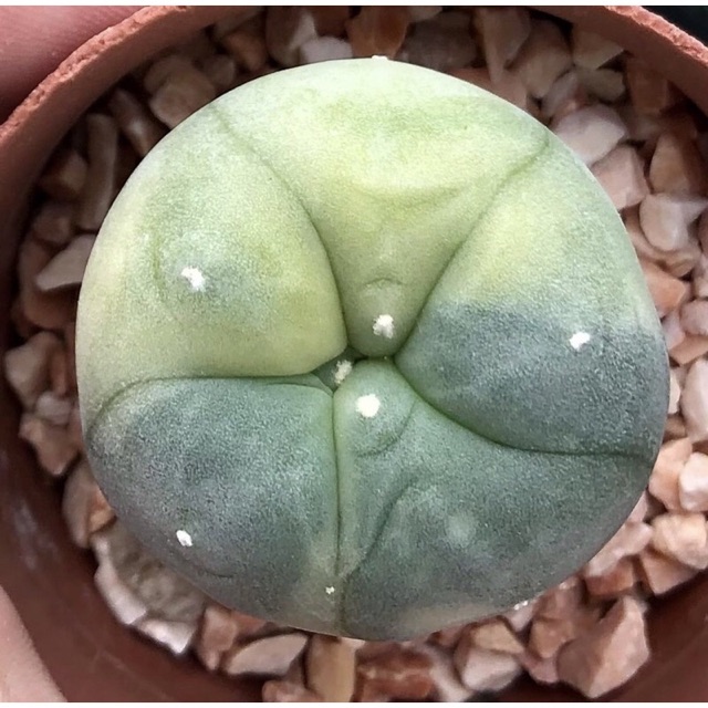 YuiPae's tweet image. ฉันกำลังขาย 💕💖 ต้าวอ้วนลายด่าง... ที่ Shopee ในราคาสุดพิเศษเพียง ฿1,200 ซื้อเลยที่ shopee.co.th/charcoalcactus… #ShopeeTH