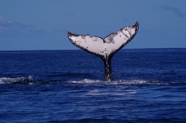 #UQ research shows male humpback whales can learn complicated songs from whales from other regions

Read here via <a href="/ABC/">ABC News</a>:
ab.co/3OVPKpi

<a href="/UQscience/">UQ Science</a> <a href="/JennyAllen13/">Dr Jenny Allen is now at @jennyallen13.bsky.social</a>
📸: Opération Cétacés