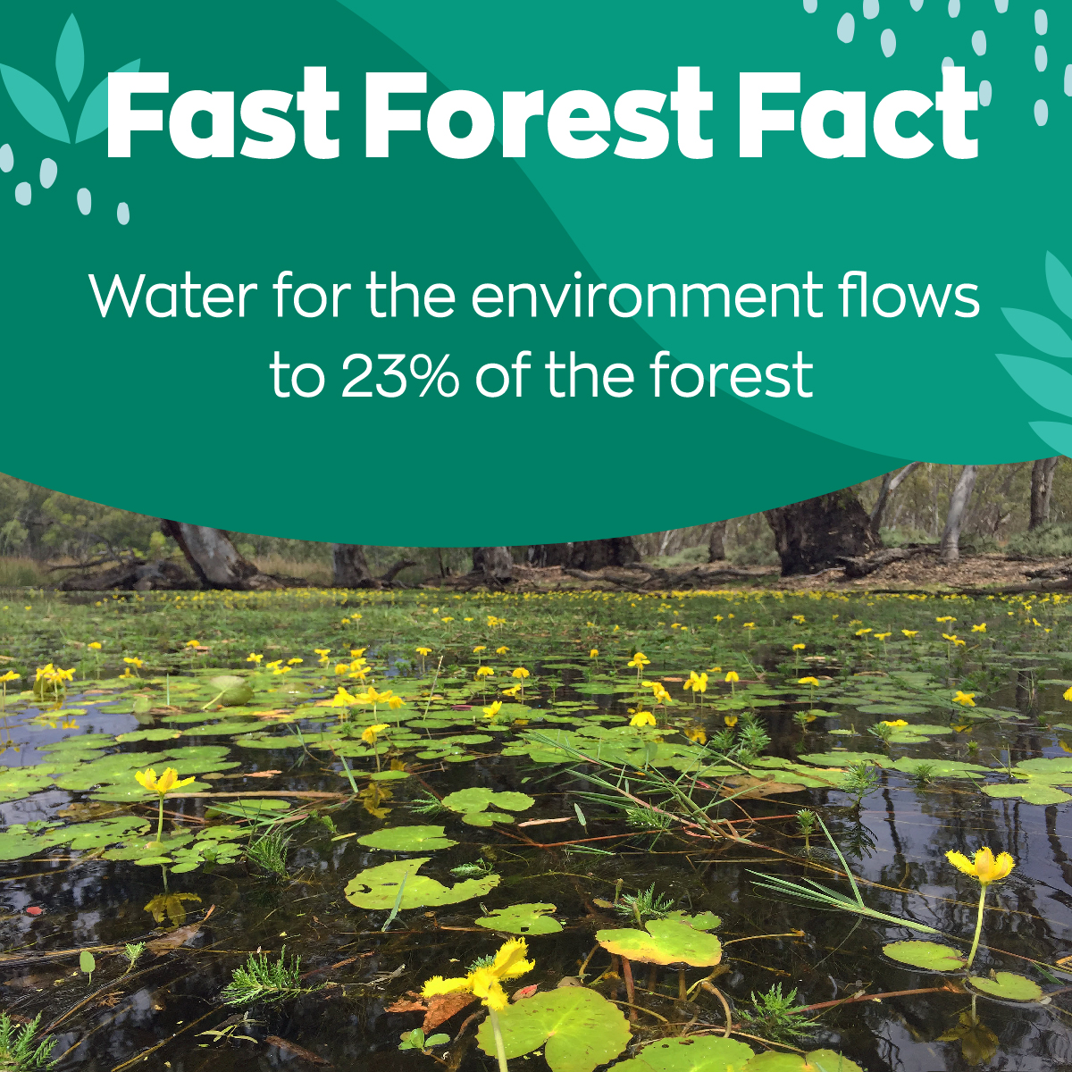 🏞️🦎🐢 North Central CMA 🌳🐠🐦 tweet media