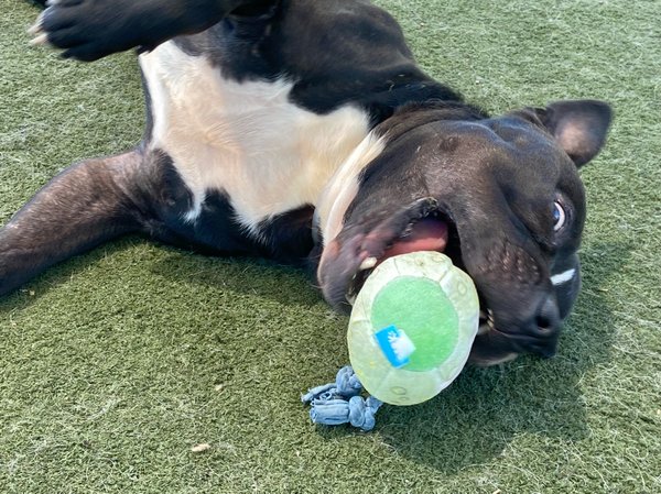 #Dog #Munster_CCSTCA_01 I am all kinds of fun! getpet.info/Munster_CCSTCA…