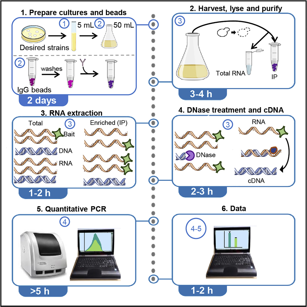 STAR Protocols (@starprotocols) on Twitter photo Check out this #protocol by Dr. Dominique Helmlinger's lab <a href="/domhelmlinger/">Dom Helmlinger</a> to measure specific RNA-protein interactions in fission #yeast using RNA #immunoprecipitation (RIP): star-protocols.cell.com/protocols/1631
👉Can be readily implemented in other yeast species.
Research <a href="/CellReports/">Cell Reports</a> Check out this #protocol by Dr. Dominique Helmlinger's lab <a href="/domhelmlinger/">Dom Helmlinger</a> to measure specific RNA-protein interactions in fission #yeast using RNA #immunoprecipitation (RIP): star-protocols.cell.com/protocols/1631
👉Can be readily implemented in other yeast species.
Research <a href="/CellReports/">Cell Reports</a>