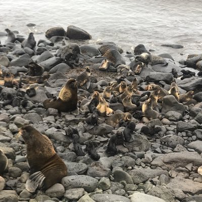We are well into summer on St. Paul Island, which means our rookeries are teeming with northern fur seals, as seen in our #NewProfilePic #stpaulak #northernfurseal 🌊🦭