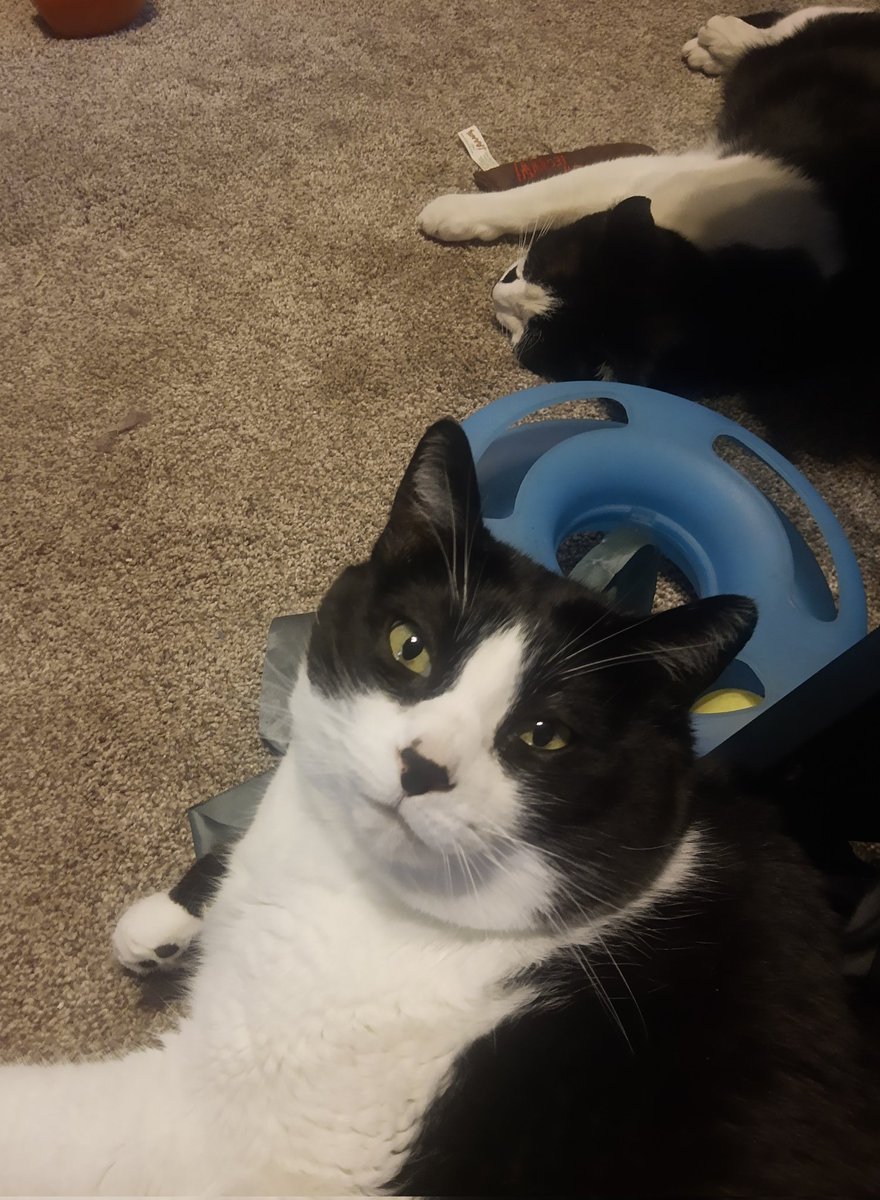 demontripod's tweet photo. So there I was, innocently minding my own business, when THAT ONE started growling at me! How rude! Eat a Snickers, dude. #CatsOfTwitter #tinytyrant #brotherproblems https://t.co/kxKQW4SvxC
