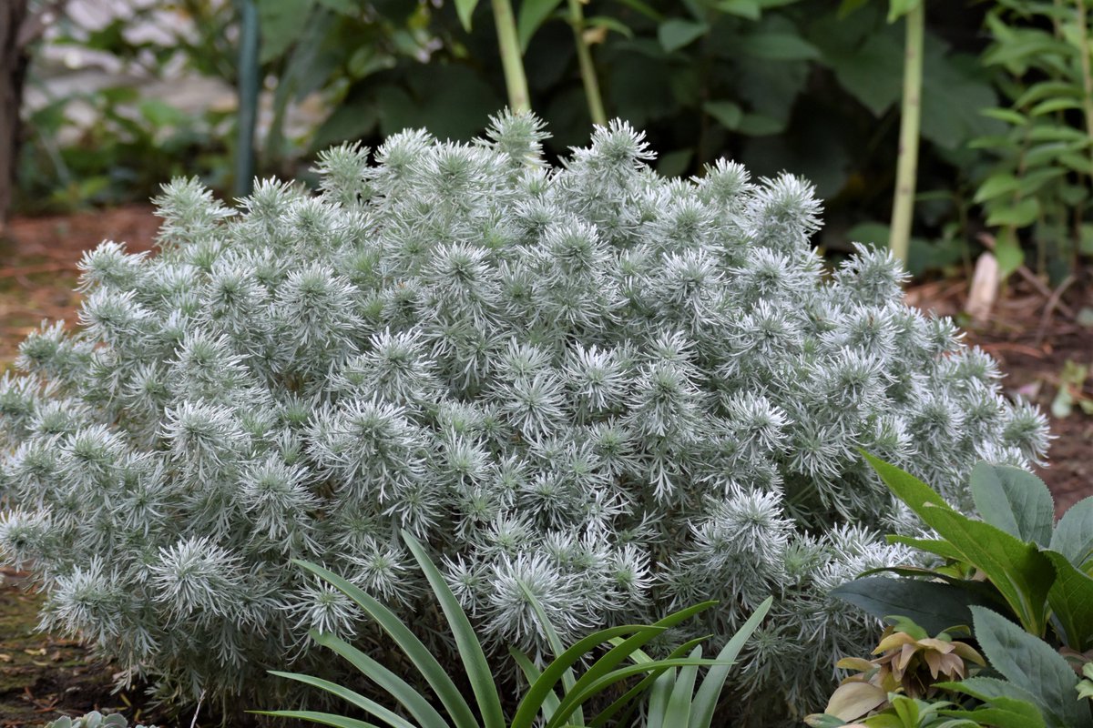 アサギリソウ Twitter Search Twitter アサギリソウ Twitter Search Twitter