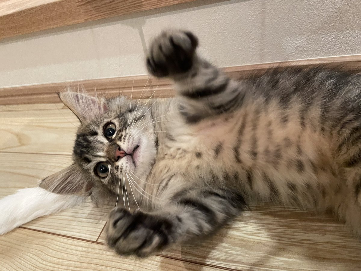 m114yen's tweet photo. 2匹のにゃんを引き取りました🐈💨🐈💨 https://t.co/DHZEAX1kOE
