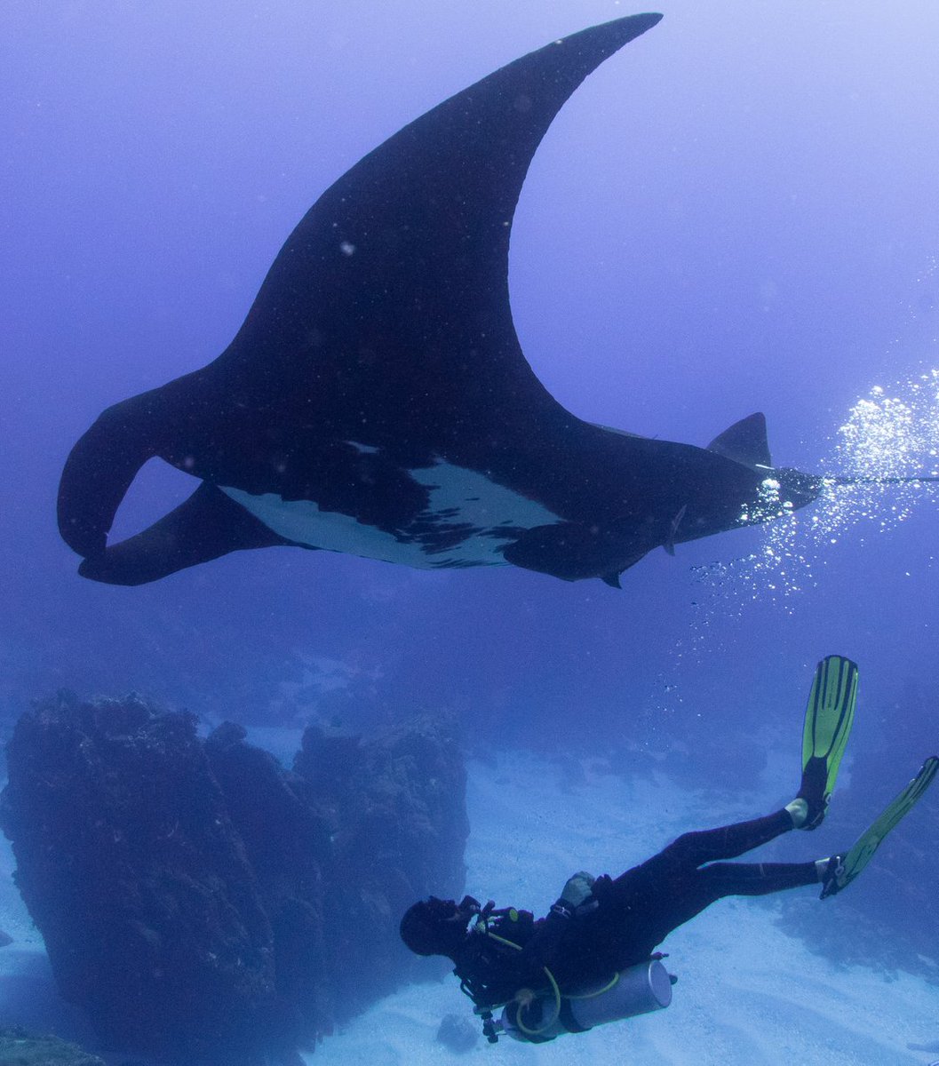 This giant pacific black #mantaray enjoying some belly bubbles from dive master @paolosphere at Socorro island. The large appendages at the front are called "cephalic lobes" and are used in feeding to scoop up tiny #plankton. #funfact #funfacts #funfactfriday #funfactoftheday #sc