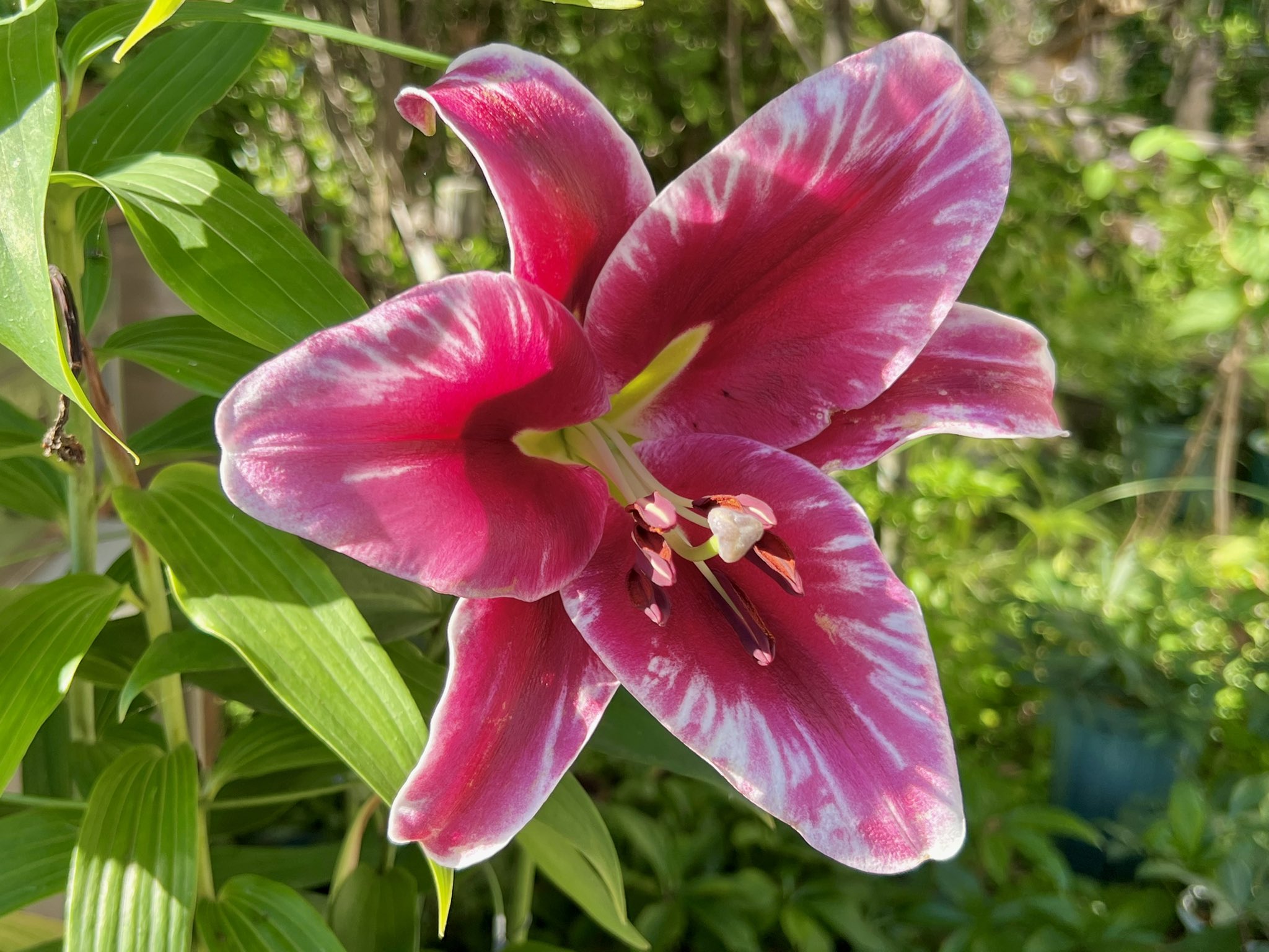 花林檎 カサブランカ 開いたら開いたで 想像以上にキツイ色でした 目立つーーー ガーデニング T Co Z7hx6vbrkg Twitter