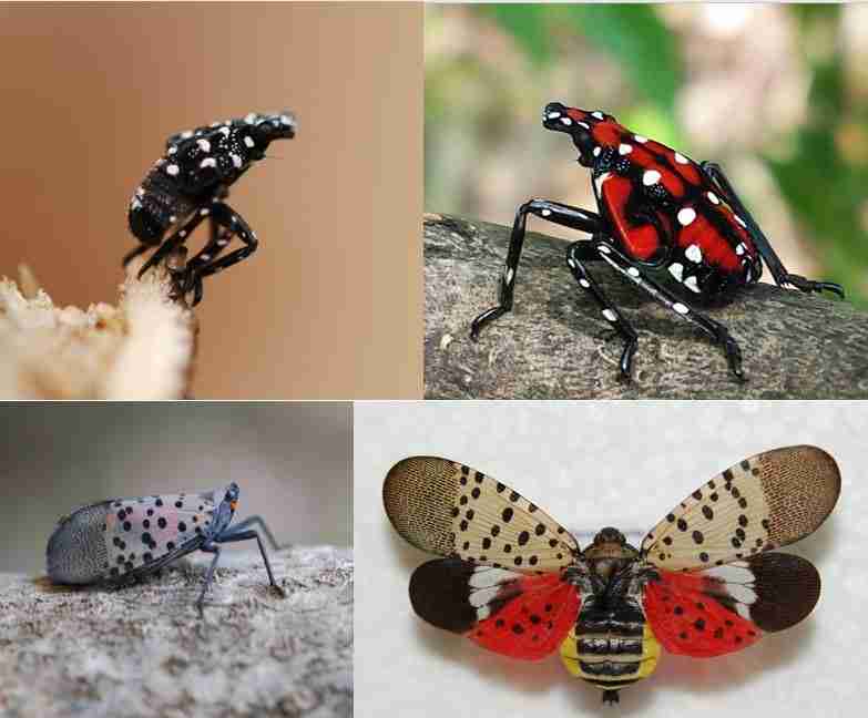 NCAgriculture's tweet photo. In case you missed it, the Spotted Lanternfly has been found in NC for the first time within a 5-mile radius in Forsyth County near Interstate 40 in Kernersville. Learn more from N.C. Ag Commissioner Steve Troxler below! #NCAgriculture 
Tune in: https://t.co/1gkRo8wJjt ⬅️ https://t.co/DsmNART8cW