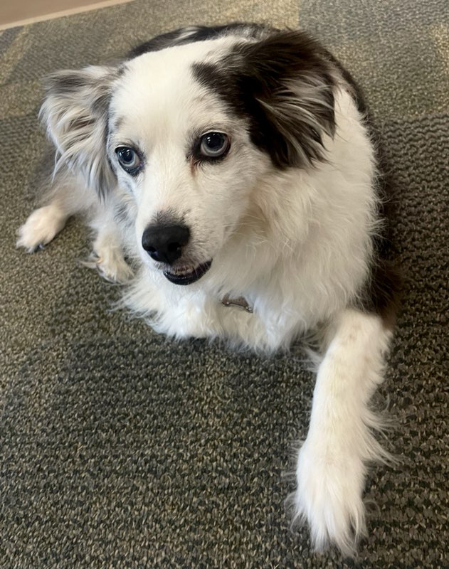 valuevinyls's tweet photo. Our furry friends came to the office today for extra attention and to supervise work. They expect to come back tomorrow for more treats and scratches with a 3 out of 3 paw vote. #bringyourdogtoworkday #workperk https://t.co/11V1DO7QTm