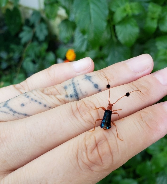 SoolQuipildor's tweet photo. #taxojueves de #cumple2
#Cerambycidae
El popular Guitarrero! Podrán 🥺?
Compsocerus violaceus https://t.co/jDMaqZcMsP