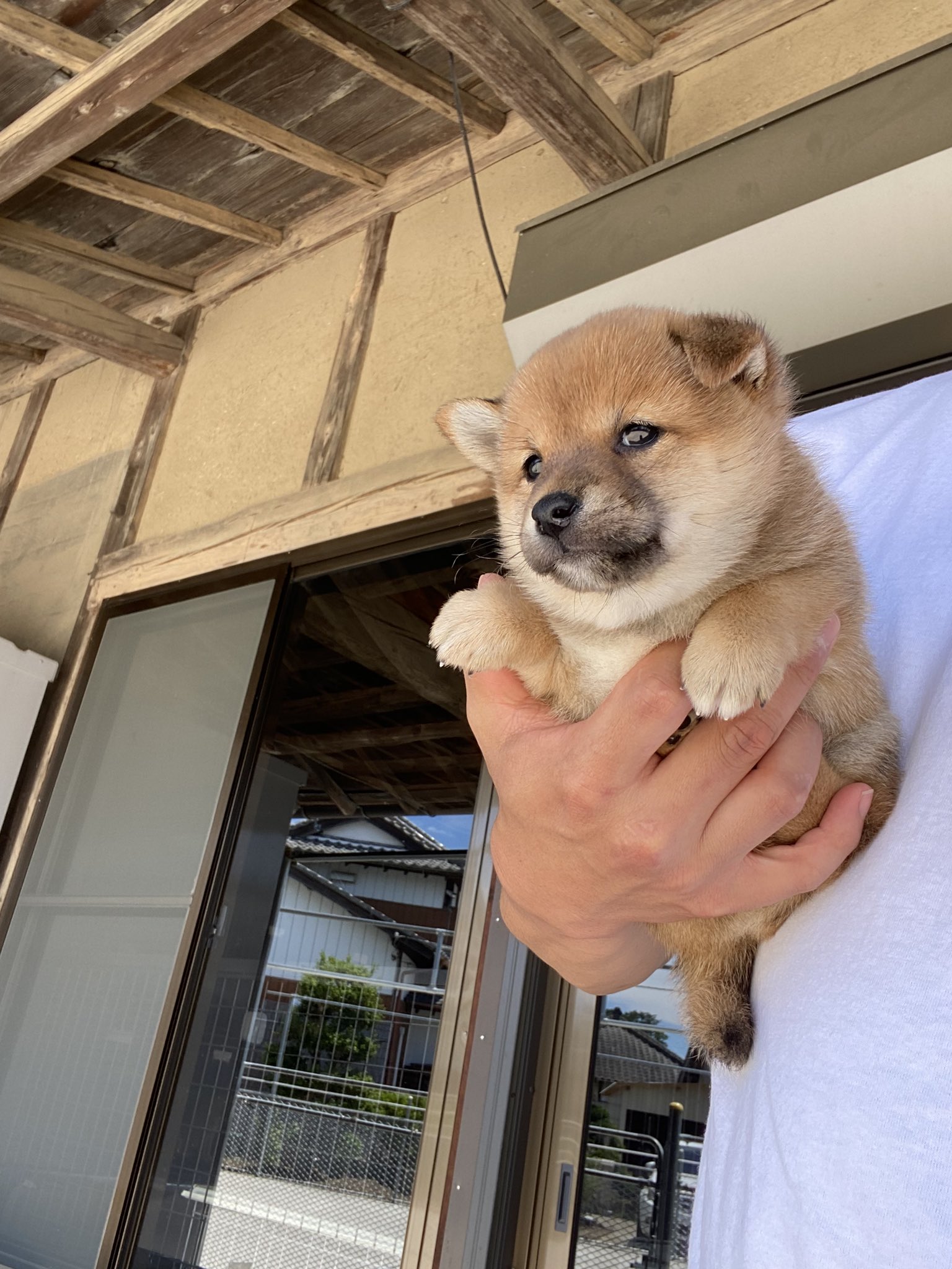秋田犬・柴犬ブリーダー茨城宿犬舎 on X: 