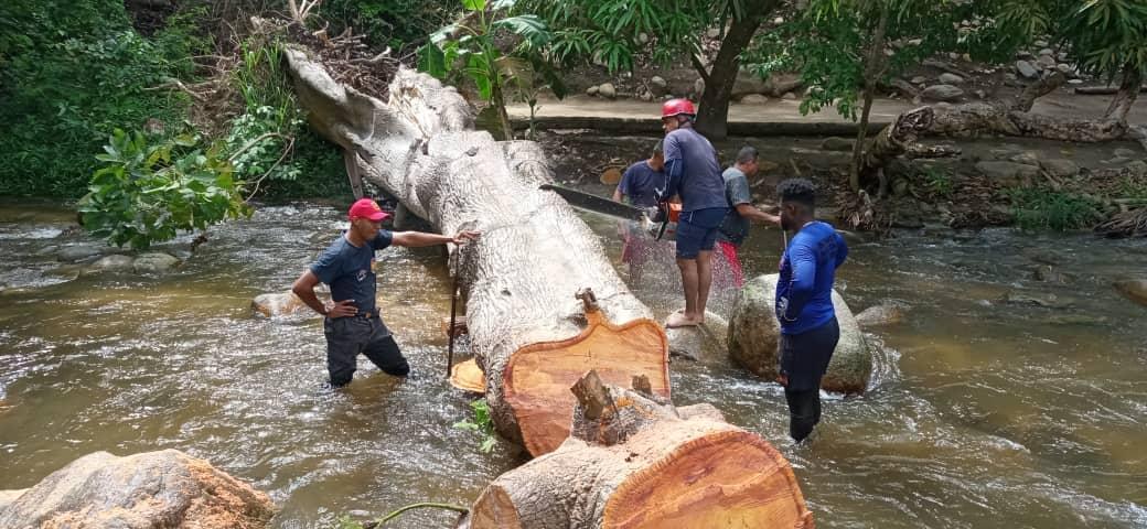 DGNBEnLinea's tweet photo. #SNGR
REDAN CENTRAL  
ZOEDAN ARAGUA  
Despejado de vertientes del río sector "Pueblo Nuevo" árbol caído obstaculizando el libre fluido del rio en Choroni Municipio Girardot (eje costero 2) @CeballosIchaso1
@cperezampueda
@VGRPC_
@FBomberos
#BomberosNacionales https://t.co/g2opKlTpHu