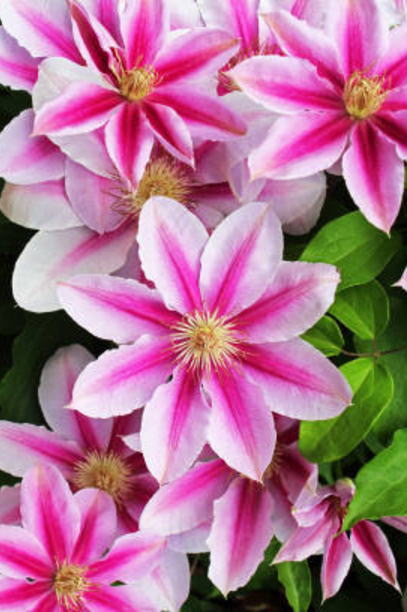 7月1日 誕生花 クレマチス 花言葉 旅人の喜び 可愛すぎるアイドルマジシャン