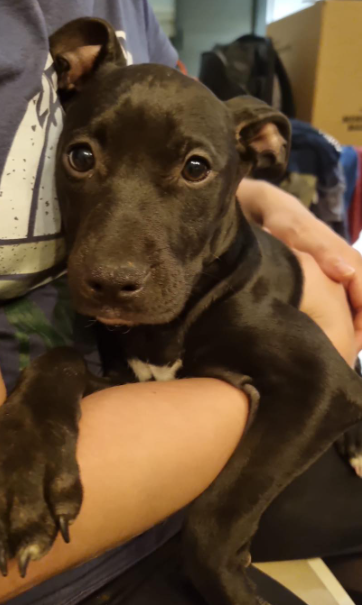life4pitbulls's tweet photo. PEARL , a sus 2️⃣ meses y medio, es toda una campeona 💪🏼 que fue abandonada en perrera, donde además contrajo la parvo y la superó!
Ahora está perfecto y busca una familia que le quiera dar mucho amor❤️.
Quieres ser tú??
P.S.: en adopción sólo en zona de Barcelona y Madrid. https://t.co/0idpGqrE3t