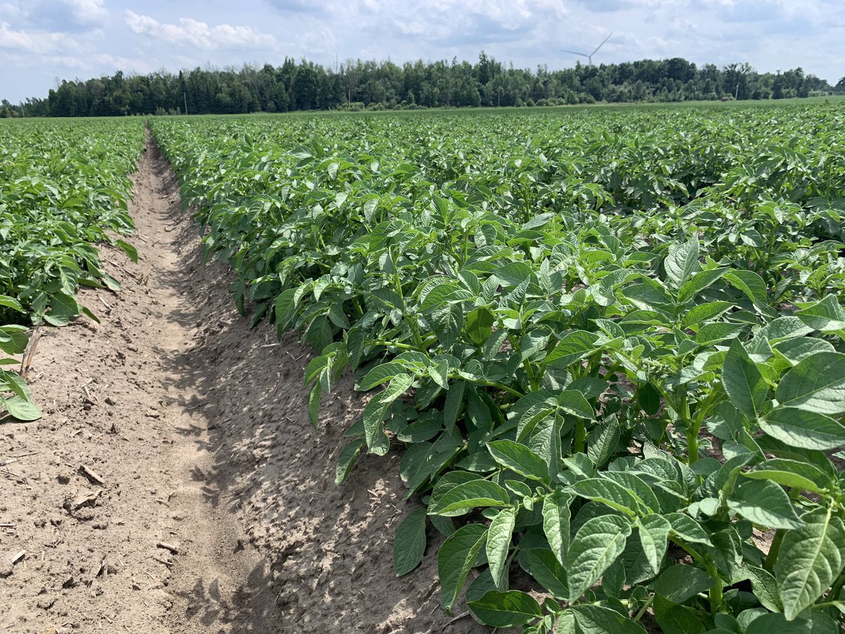 MariekePatton's tweet photo. Picture perfect potatoes on a Thursday afternoon ☀️ 🥔 #EmestoSilver #SencorSTZ https://t.co/lVfp52yfyE
