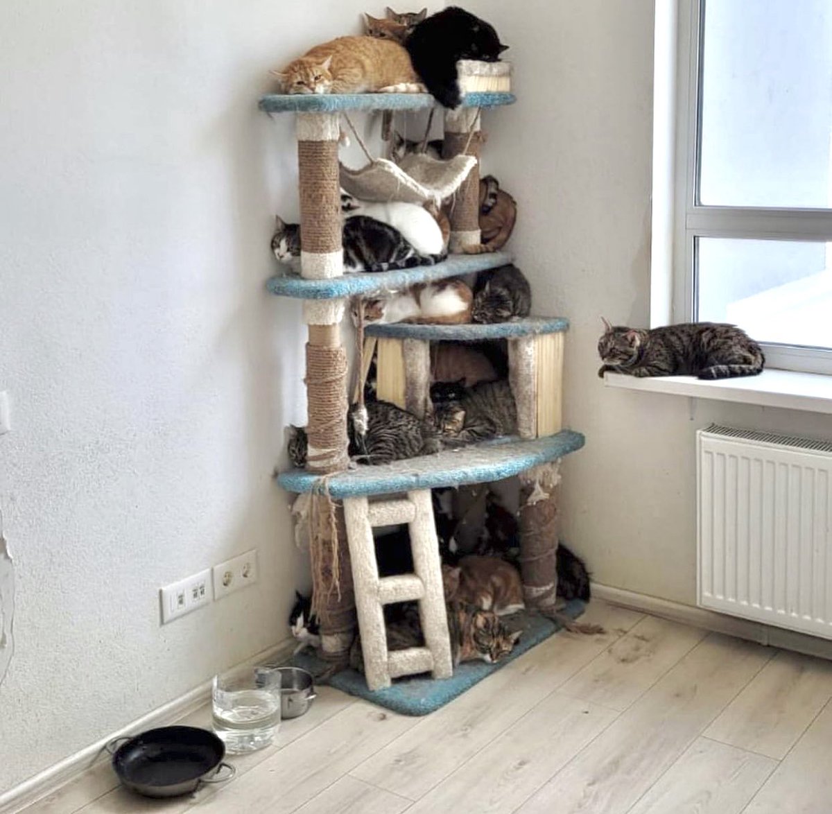 vzrosly_content's tweet photo. Москва!
Ситуация КРИТИЧЕСКАЯ
Хозяйка 65 (!) котиков скончалась, родственники хотят избавиться от животных в кратчайшие сроки
Нужны деньги и ОЧЕНЬ нужны передержки
Пожалуйста, помогите!!

Сбер: 4276380149950797
ВТБ: 5368290099750848
Альфа: 5559493697356344

https://t.co/cfMplF7Mup https://t.co/MLxKs8EyGE