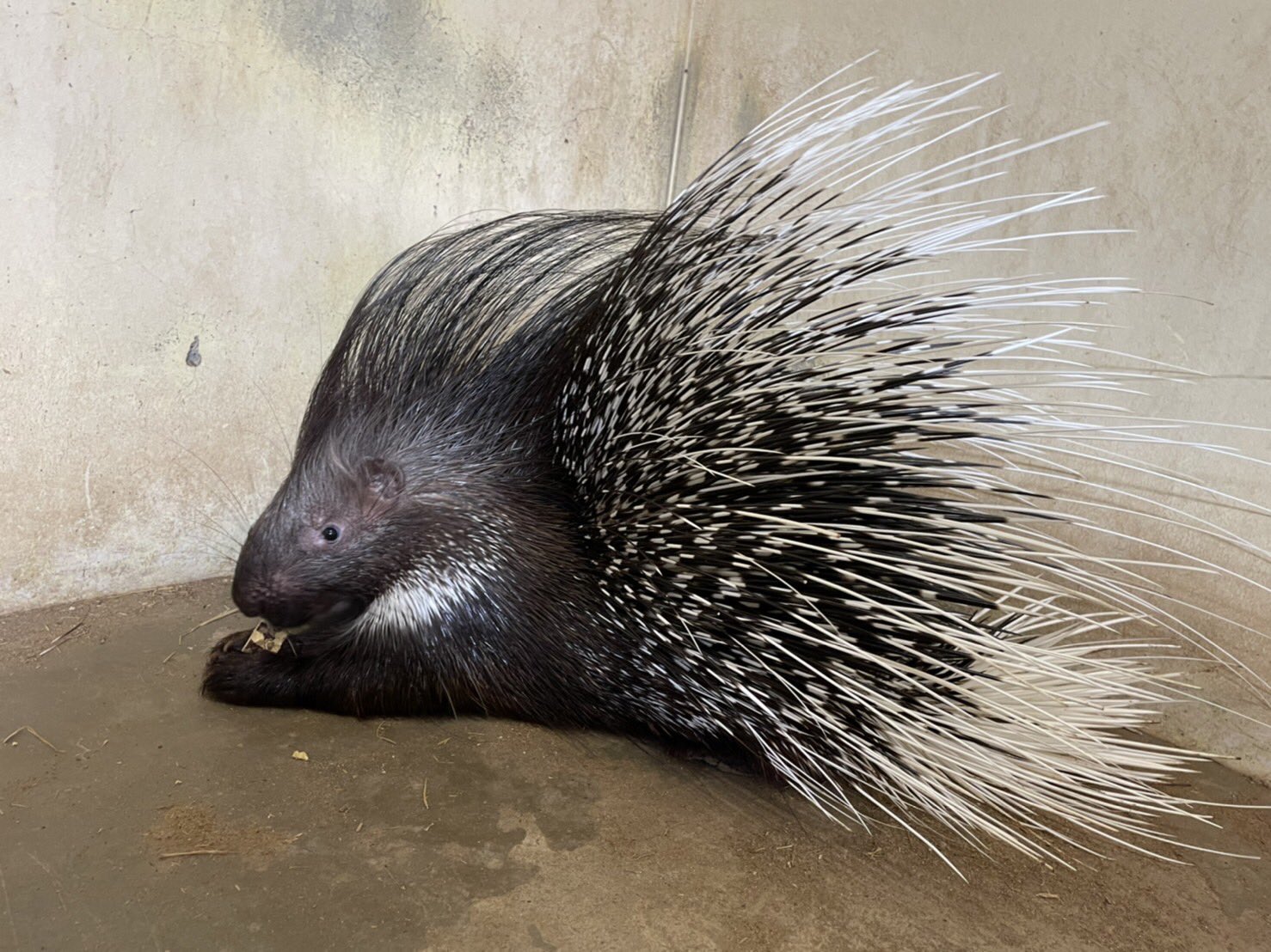 東武動物公園 公式 リュウくん 本日のお誕生日 7 1 アフリカタテガミヤマアラシ リンちゃん 2歳のお誕生日 東武 動物公園 アフリカタテガミヤマアラシ リン 本日のお誕生日 おめでとうぶ T Co Vzz0nceva7 Twitter