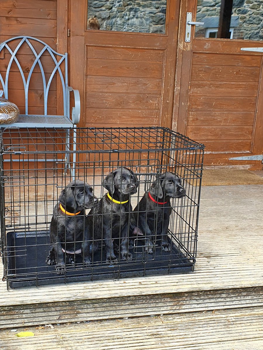 Woods Pet Transport (@woods_transport) on Twitter photo 