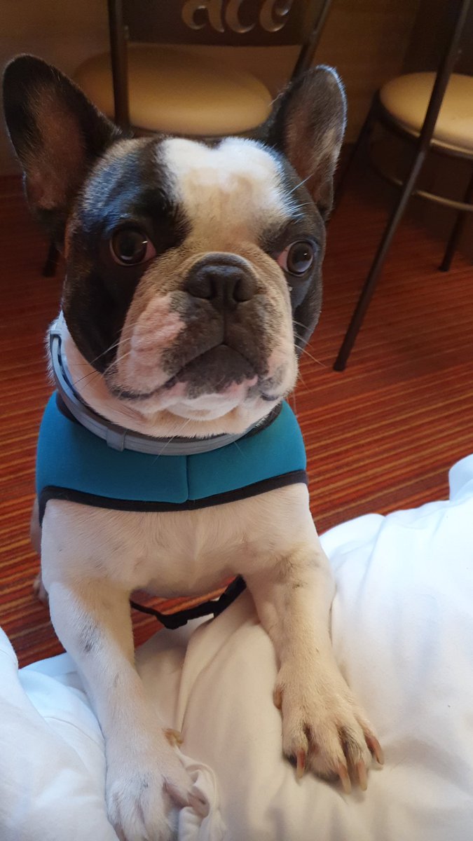 Woods Pet Transport (@woods_transport) on Twitter photo 