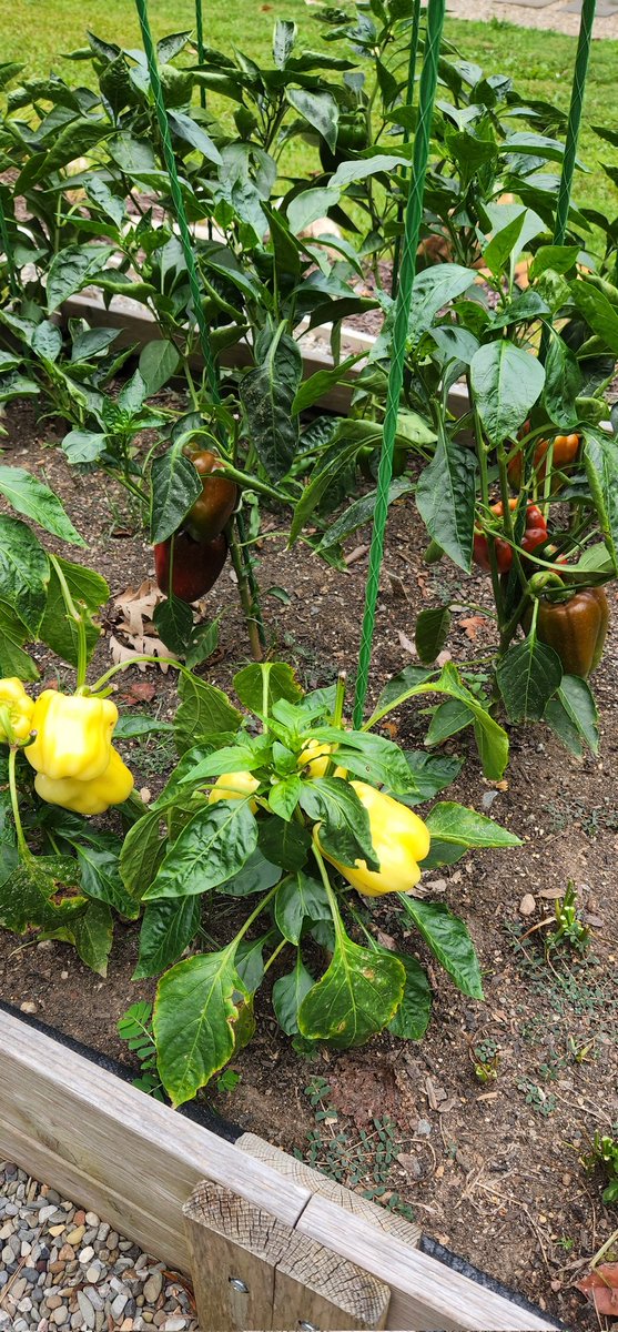 scottlincicome's tweet photo. Bittersweet days at the #SLAZ rn. On the one hand, the peppers are all going strong and will be plentiful in July. OTOH, some monster is stripping my okra bare - in broad daylight, no less. Insulting. https://t.co/UnbWCsgYpQ