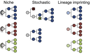 OK, I think it's time we started a "Clonal Biology" interest group in Australia. If you're into clonal fate (patterns, regulators) in any field (cancer, development, immunology) using various tech (barcoding, single cell tracking) let's get a list of names and see what we can do.