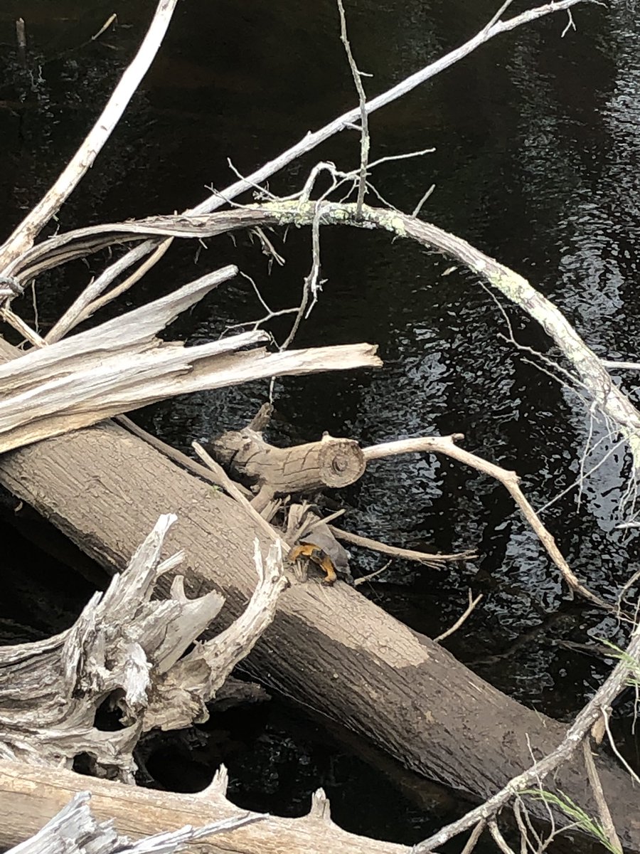 TrishHerps4Life's tweet photo. We did it you guys! We finally saw a wood turtle on a log in the river! Everyone kept telling me that's where I'd find them but it took 2.5 field seasons to do it. It's one of our turtles but I still count it. #WorkingForestsAndWoodTurtles https://t.co/y4Z22IHKY4