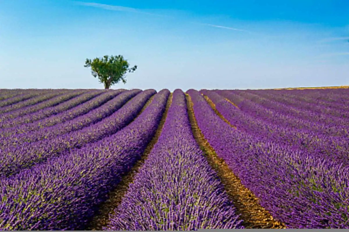 hongceng10's tweet photo. Lavender blooms
#purplebash #sea #Flowers #nature #movie https://t.co/rrCIWm4SHv
