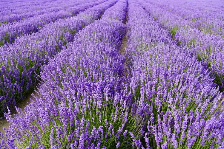 hongceng10's tweet photo. Lavender blooms
#purplebash #sea #Flowers #nature #movie https://t.co/rrCIWm4SHv