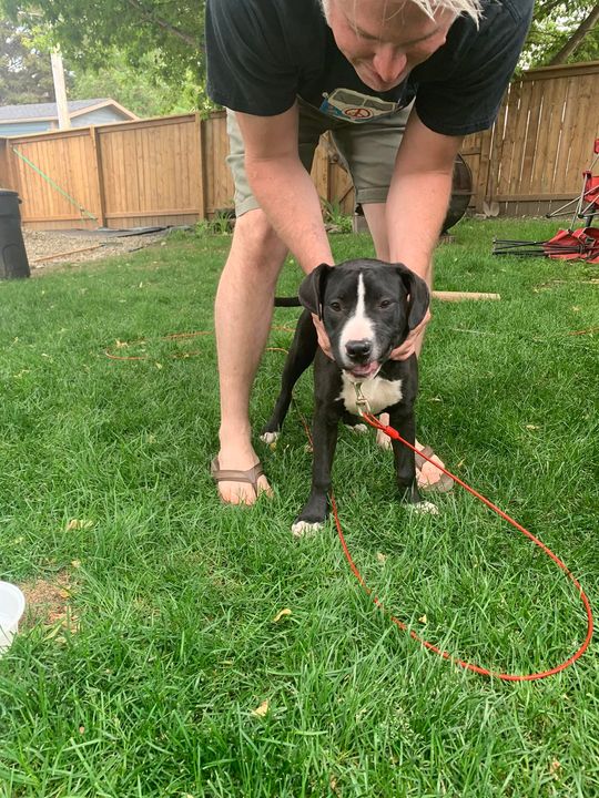 PetRecoveryYYC's tweet photo. FOUND 2 dogs one smaller black and white bully type dog and one larger black and white bully type dog #bankview. If claiming have proof of ownership and photo ID. Pls rt share watch help for owner awareness. https://t.co/GvtTELpfNn https://t.co/lc8SMHSMLl