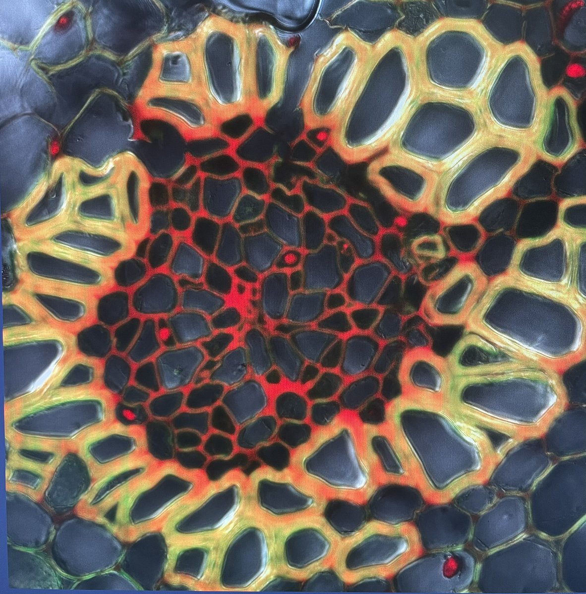 Anyone else see a flower? Science is beautiful! Bonus, my objective is fine 😅
