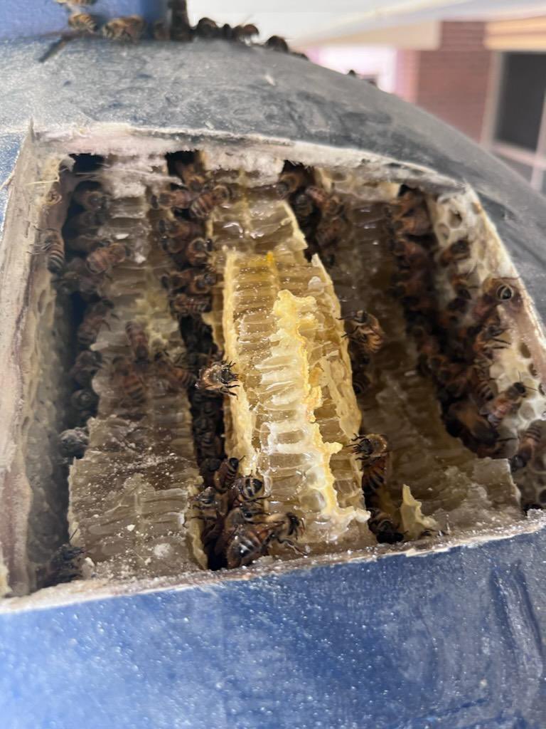 AJinHSV's tweet photo. Un-bee-lievable day at work! We found a huge hive in one of our columns. Thankfully, we found a local beekeeper who is going to relocate the queen and her colony! The honey was SO yummy! 🐝❤️ https://t.co/BRUDjf00GU