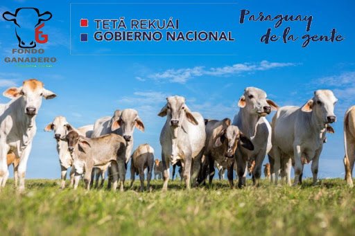 FSilvaFacetti's tweet photo. Ojalá que mañana en el informe del @PresidenciaPy escuchemos propuestas como la Integración del @fondoganadero con el @BNF_Py para lograr la modernización de BANCA DE CRÉDITO del SECTOR PÚBLICO, potenciandolas mediante dotación de MAYOR COMPETIVIDAD...(Hilo) https://t.co/9ORwxFBQgF