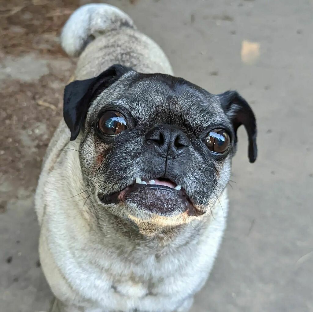 ThisPugLife's tweet photo. Pugs got a dental on Monday and had 6 teeth extracted. See his new gap on the bottom? ๐ฌ
#pug #puglife #flatfaceproblems https://t.co/bosRjHFYbi https://t.co/2C5vaeA8Oj