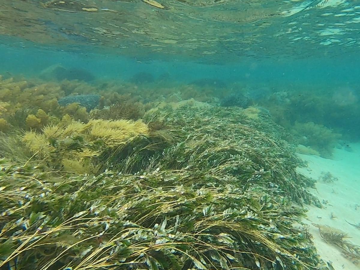 20 hectares of seagrass will be restored in the Gulf St Vincent off Port Gawler, as part of a project involving <a href="/UniofAdelaide/">Uni of Adelaide</a> and the South Australian Research and Development Institute (SARDI), the research division of <a href="/SA_PIRSA/">PIRSA</a>. Read more: bit.ly/3OSBptJ