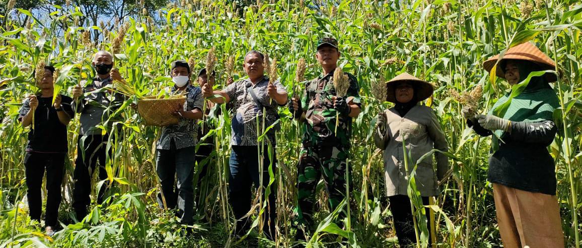 Poktan Karya Pasundan Margaharja Panen Raya Sorgum dlvr.it/ST8LS3
