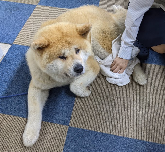 A List Of Tweets Between あきほ 秋田犬会館 And 22 Year 7 Month 1 Whotwi Graphical Twitter Analysis