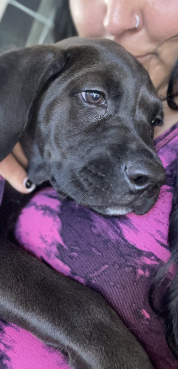 MzzMizery's tweet photo. The new #puppy, #Elvira (Mistress of the bark), is potty trained. The only issue is, like clock work, her back left paw steps in her poop 😖😭😂 She’s had more baths these past few weeks, then my big dogs have had in a month. #CaneCorso #LabradorCorso #dogsoftwitter #Puppies https://t.co/nkUzxLHItI
