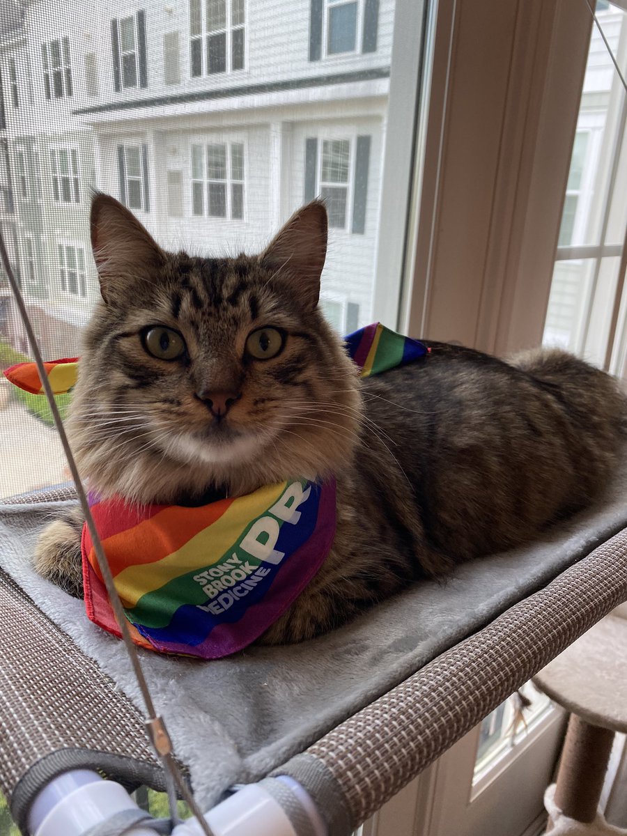 Max Hao, MD (@max_hao) on Twitter photo Maki showing pride on last day of pride month! <a href="/sbradiologyres/">stonybrookradres</a> <a href="/StonyBrookMed/">Stony Brook Medicine</a> #PrideMonth #DEI Maki showing pride on last day of pride month! <a href="/sbradiologyres/">stonybrookradres</a> <a href="/StonyBrookMed/">Stony Brook Medicine</a> #PrideMonth #DEI