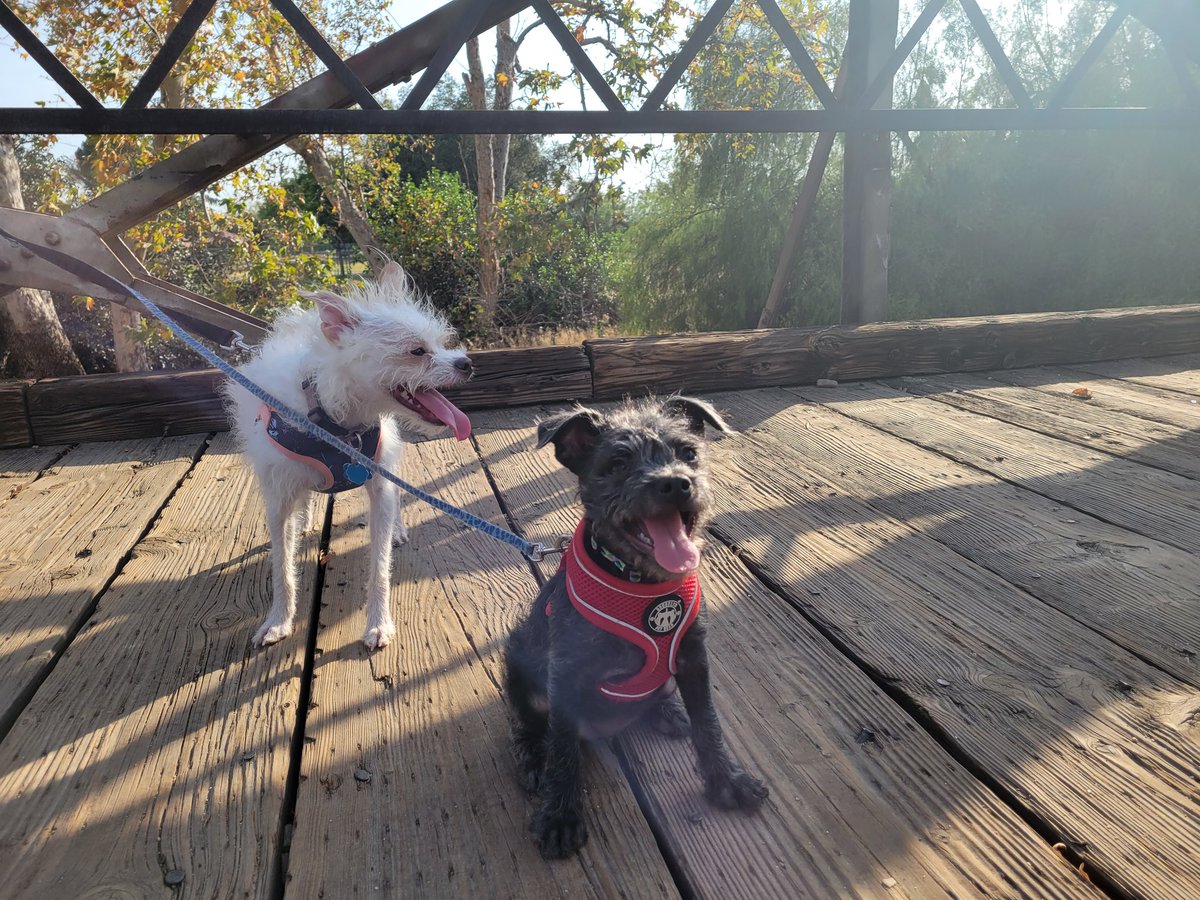 beanzz_xoxo's tweet photo. Now that Andromeda is fully vaccinated, she's loving being able to explore the different parks 🥰😍 #adventurepup #andromeda #nebula https://t.co/DZ0mRr4Gkk