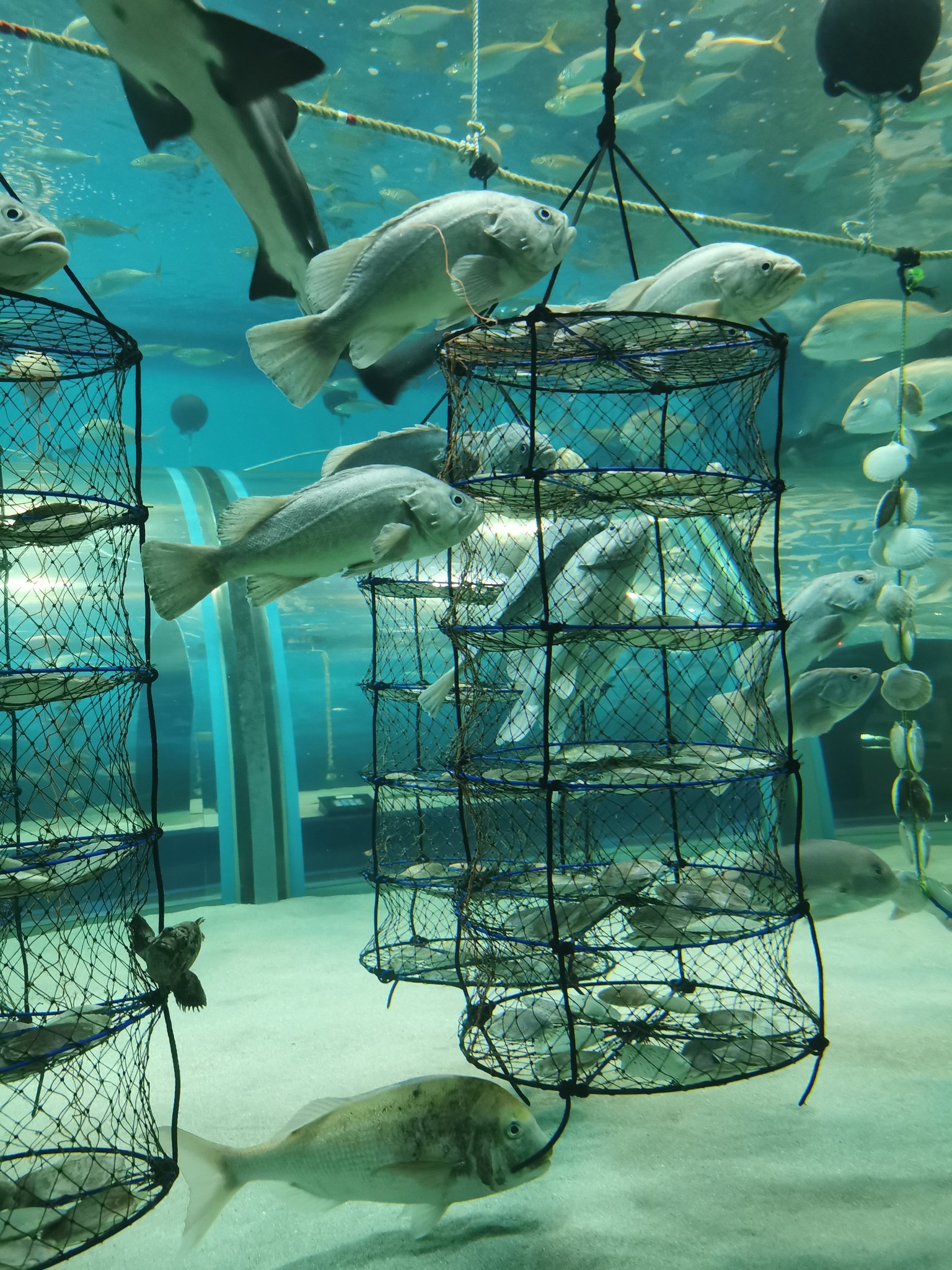 藍子 虎 小学校修学旅行以来の浅虫水族館 ここねちゃん 謎アニメからのイルカショーのクオリティたかくて爆笑 Amp 涙 ヤマメ こっちみすぎwソイってなんか笑える T Co Fznmwpnemf Twitter